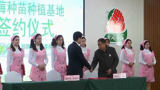 中国双阳奢岭网络草莓采摘节:奢岭草莓种植区内外发展达成合作