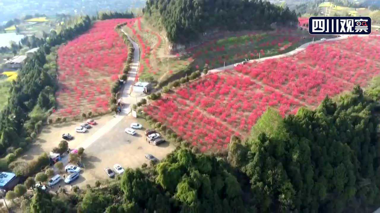 巴中苏山坪 桃花艳_腾讯视频