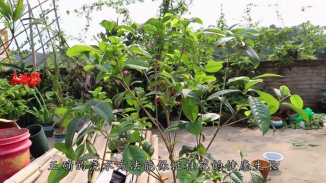 养桂花,从这3个方面入手敲打,开花满枝香飘飘