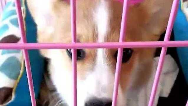 给小柴犬取名好纠结,大家给点建议吧