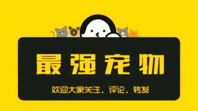 主人对猫顿猛吹,猫满脸表情包