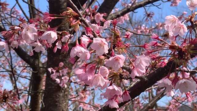 樱花美景欣赏,烂漫樱花景色优美