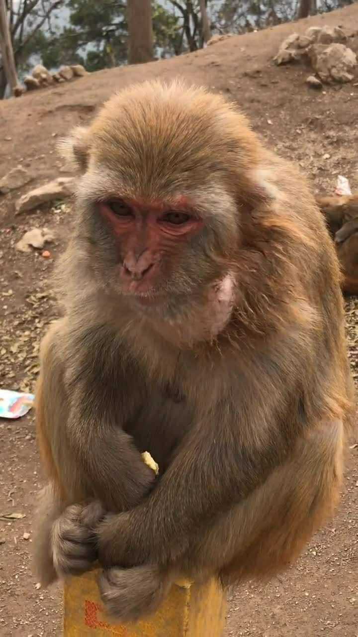 猴子脖子上大长了个大疙瘩 ,看着有一点吓人!