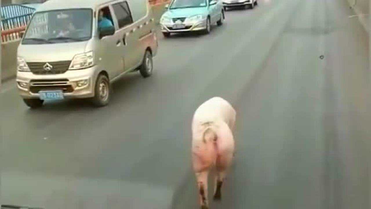 猪走着六亲不认的步伐悠闲的溜达着