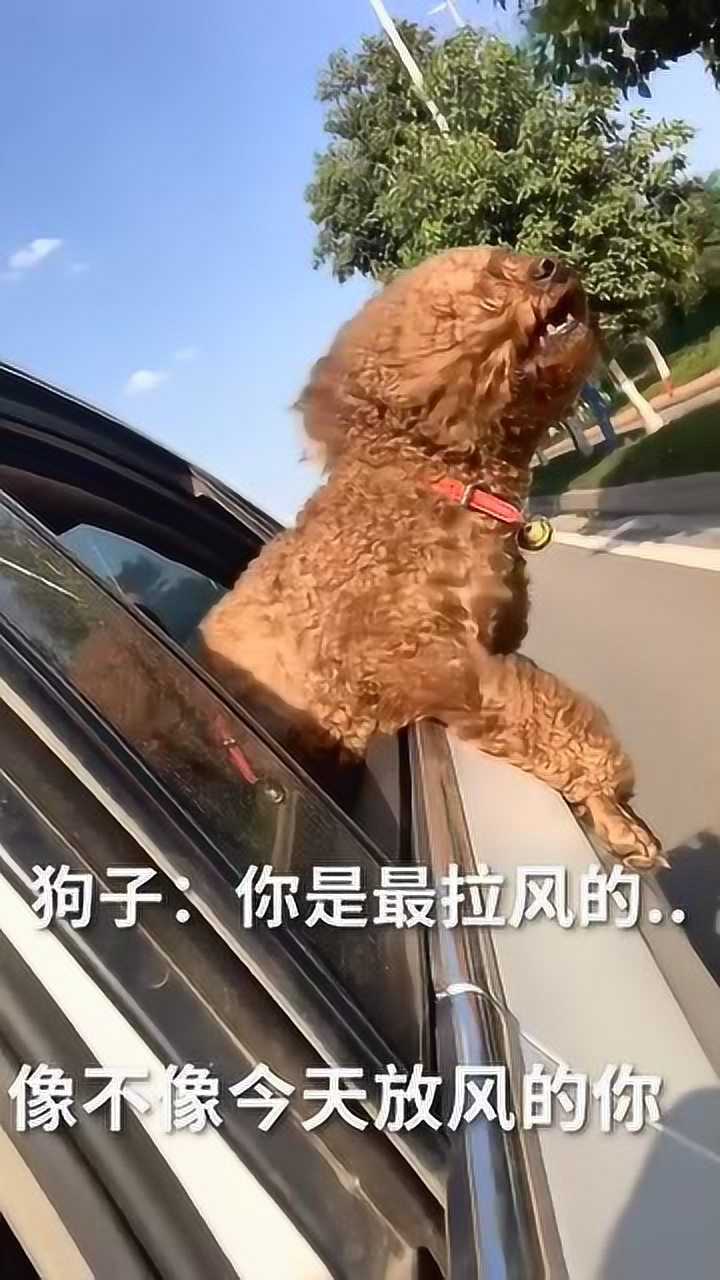 狗子:我不管,今天我最拉风了!_腾讯视频
