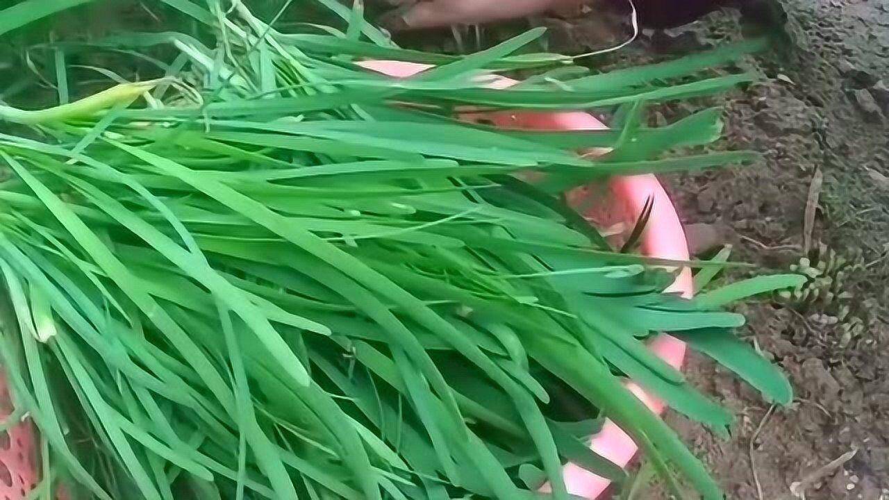 人人都想割韭菜,但是人人好都不想被割韭菜,这就是现实的生活!