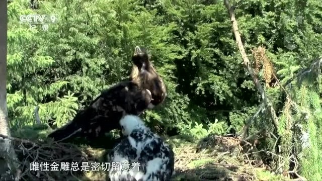 纪录片推荐,纪录片《高山勇士ⷩ‡‘雕》