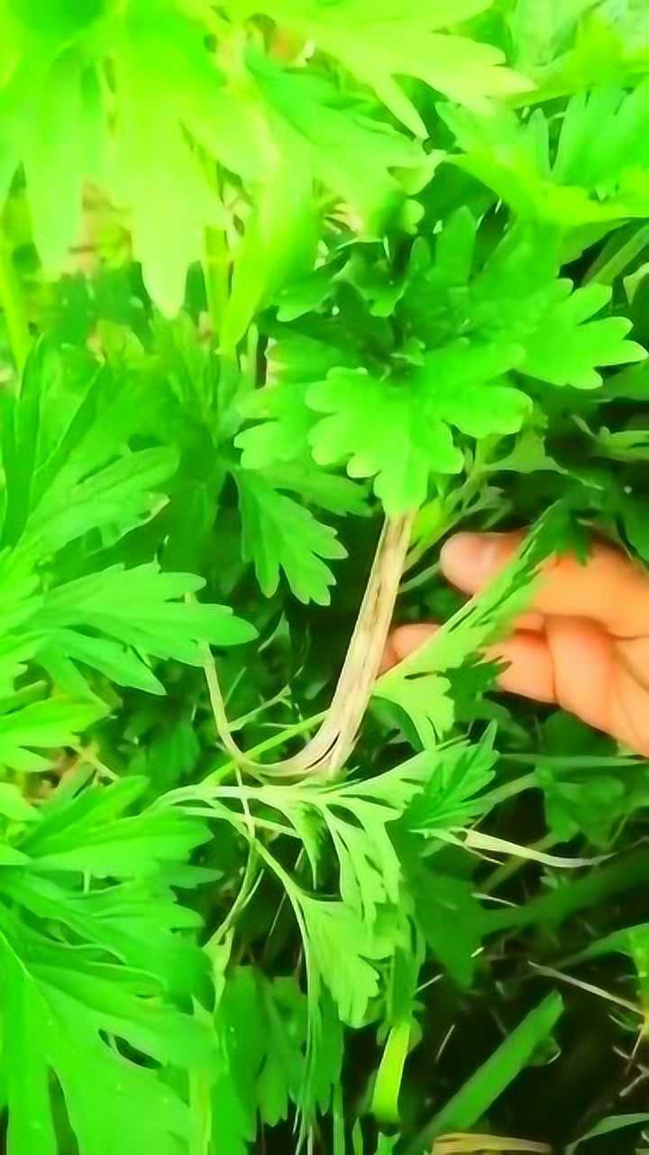 曾经养过兔子,发现它爱吃这种草,后来才知道,这是益母草!