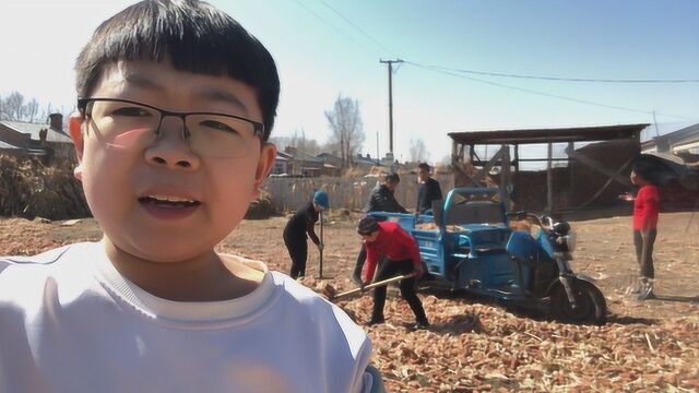 农村小飞阳:东北农村的一道风景线?满院子都是,够烧一年吗