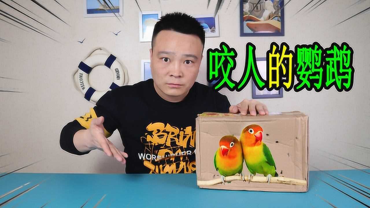 小浪哥花80元买了一对漂亮的"虎皮玄凤鹦鹉"为何它们要攻击我?