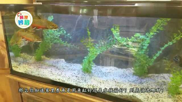 家里养鱼是用鱼缸好还是水族箱好?可惜现在才知道,看完别再选错