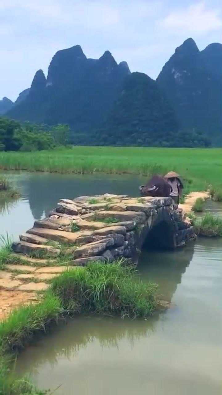 老人牵牛走小桥,美好的画面