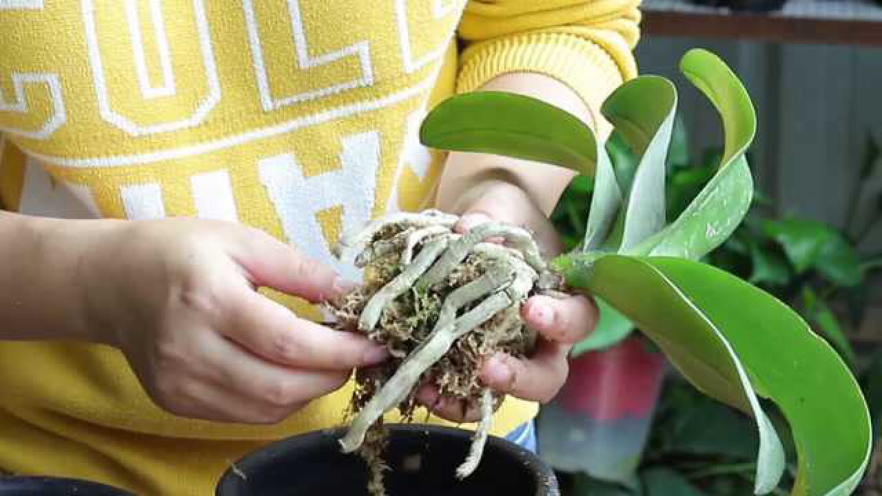 简单几步,教你上盆蝴蝶兰,学到了,种活就简单了!