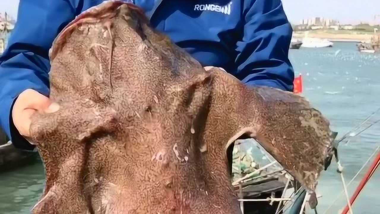 第一眼我以为是猪头结果它是条长得超级丑的鱼你认识这种鱼嘛