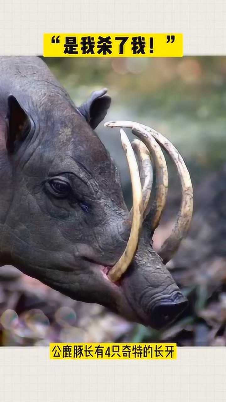 鹿豚又称猪鹿,偶蹄目猪科鹿豚属的一种动物,生活在印度尼西亚的部分
