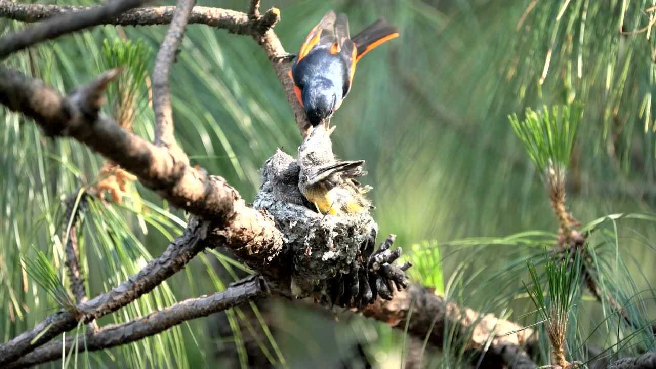 嗷嗷待哺的赤红山椒幼鸟