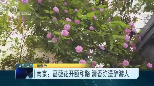 南京:蔷薇花开颐和路 清香弥漫醉游人