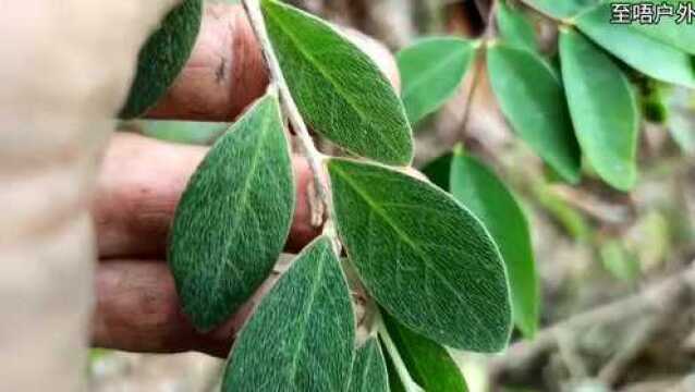 深山野生百花地棉与了哥王的植物对比