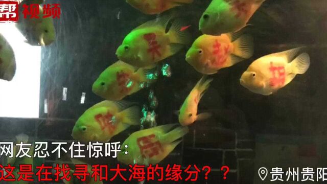 缘分靠人为?海洋馆在鱼身上写百家姓,官方来回应了