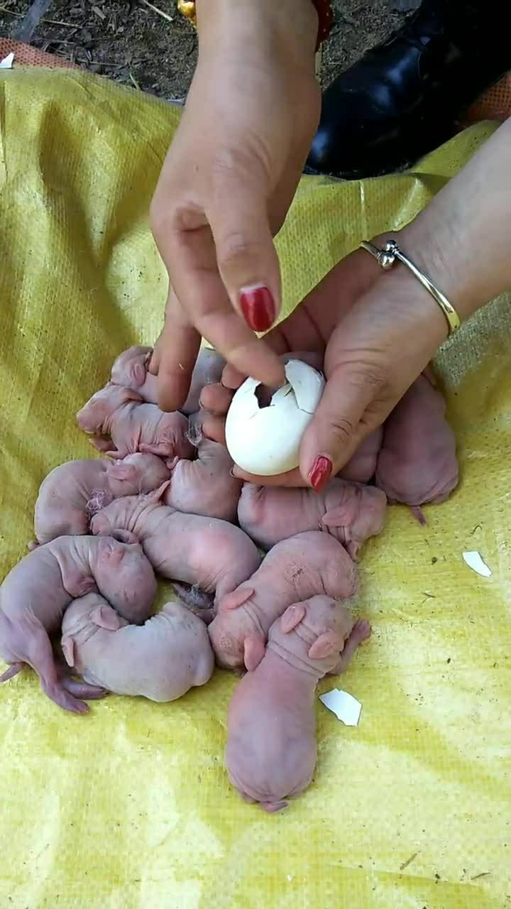 刚出生的小兔子还没有睁开眼睛像个小精灵一样