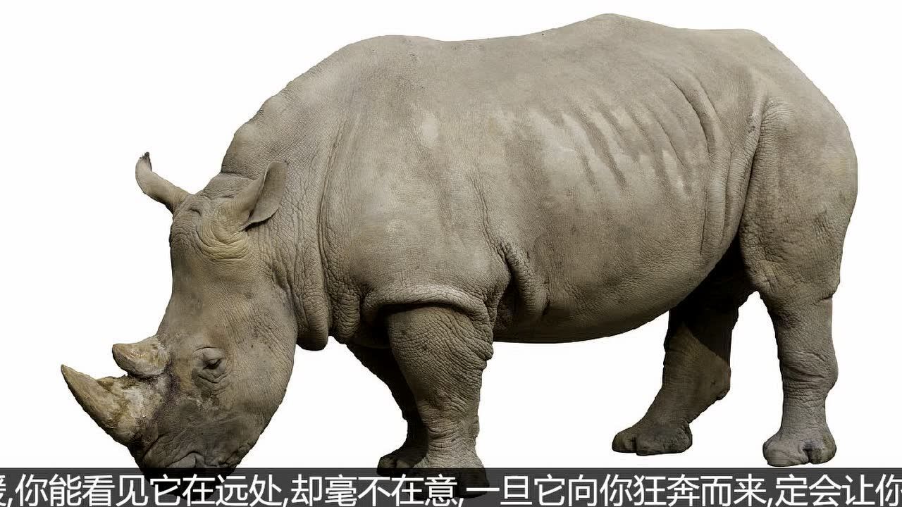 黑天鹅与灰犀牛有什么区别？_高清