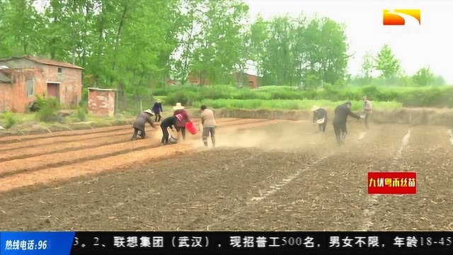 袁隆平院士团队超级杂交稻高产攻关试验田落户随州