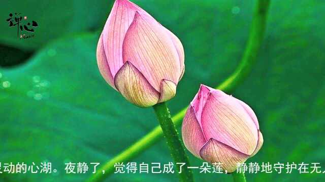 古琴曲《莲心不染》,一曲舒缓静心的音乐