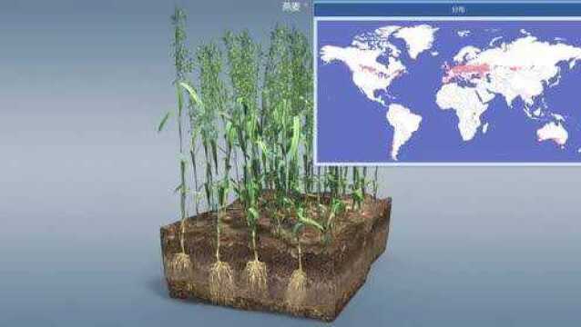 谷物是因其可食用谷粒而种植的草类