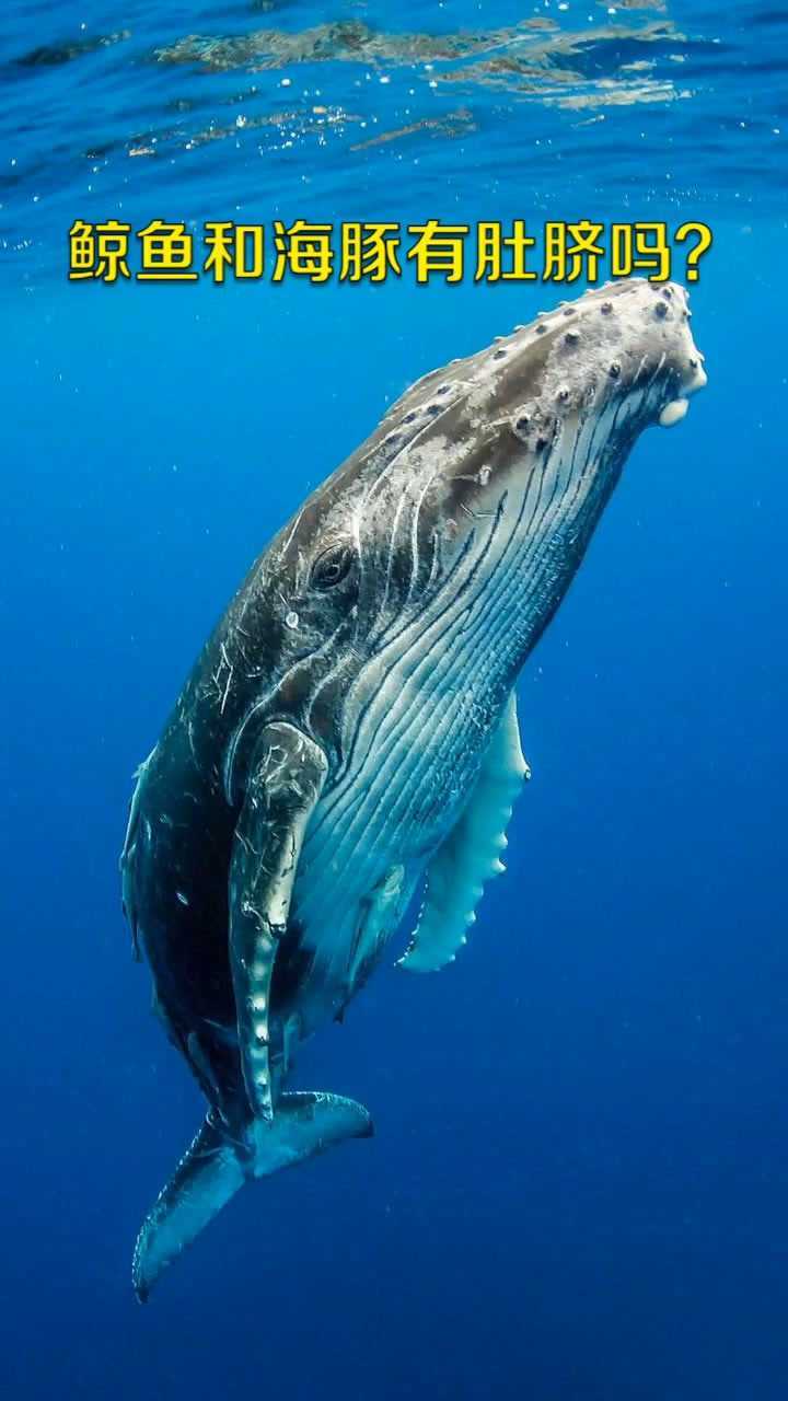 鲸鱼和海豚有"肚脐眼"吗?_腾讯视频