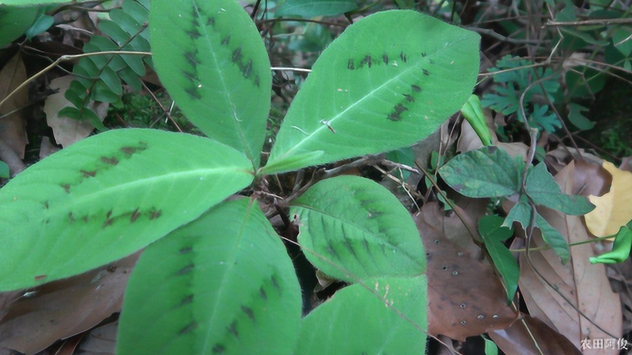 一棵别名为化骨草的植物有骨质增生和被鱼刺卡喉咙的速看