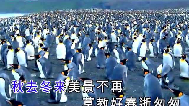 韩宝仪《秋蝉》,韩宝仪金曲典藏