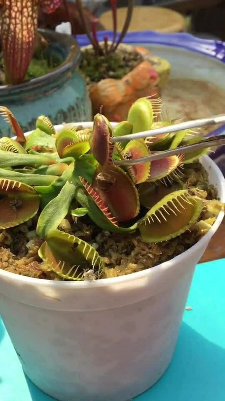 食人花喜欢吃的东西太多了食人花也是一个吃货