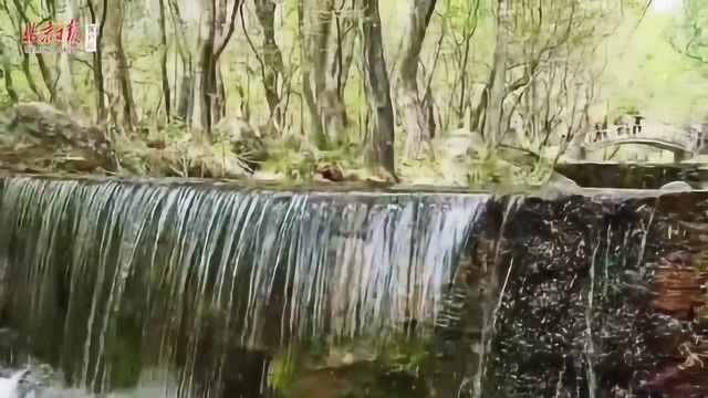 “云游”京郊|延庆玉渡山,最原始的绿色记忆