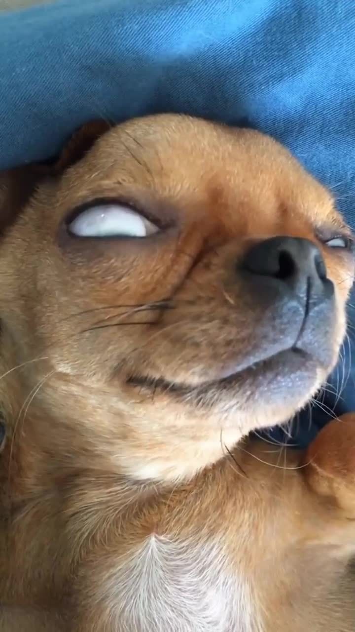 狗狗在装睡主人怎么都叫不醒它这睡觉的样子太搞笑了