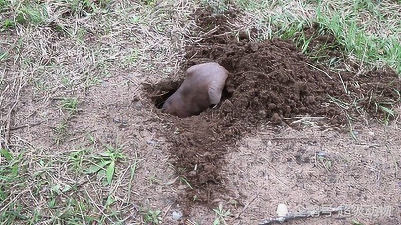 实拍土拨鼠挖洞,这速度比机器都快