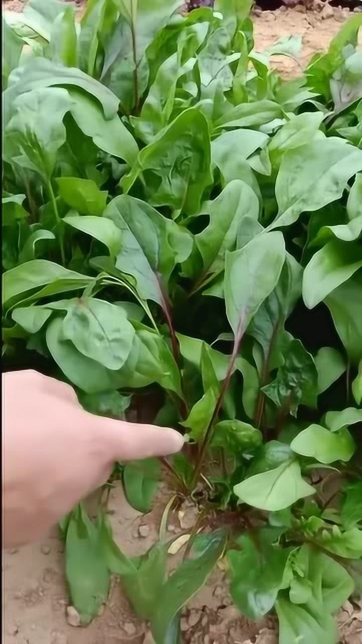 原来新品种紫菠菜,竟然含有这种元素,难怪要常吃