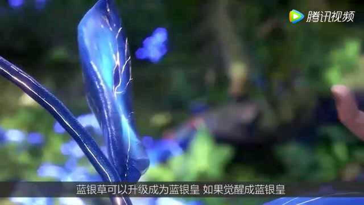 蓝银草进化后的作用