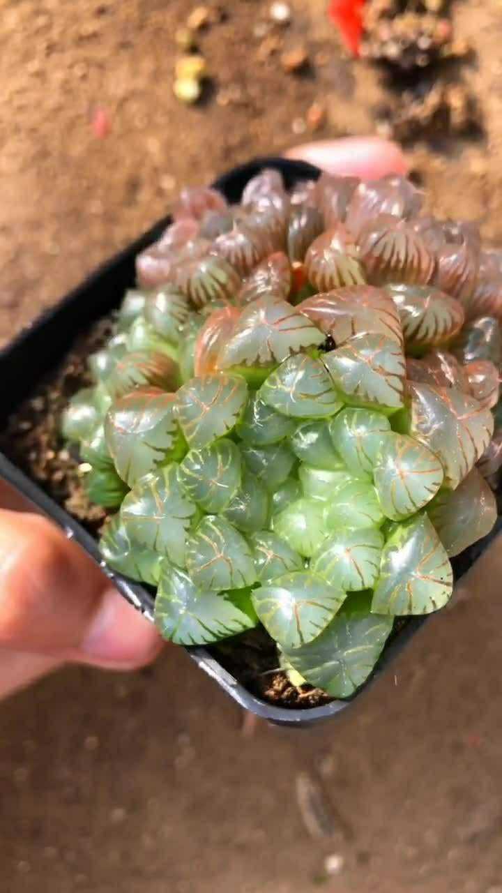 姬玉露都晒成红丝玉露了晒了发红是因为植物接受阳光过多