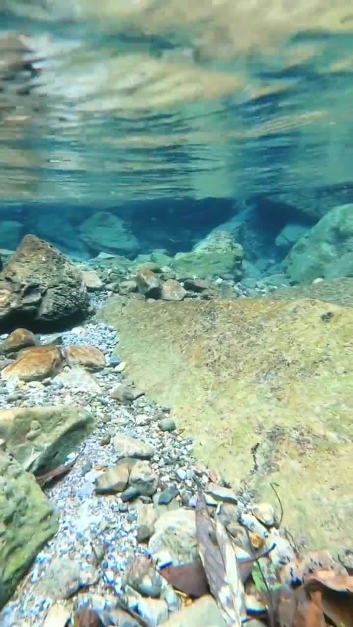 古人说水清无鱼到底是什么原因这不有鱼吗