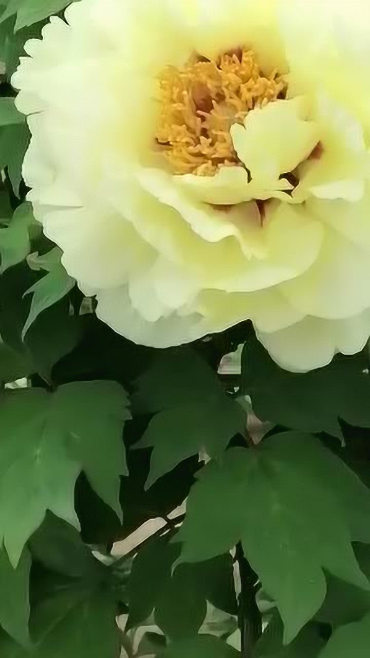 黄冠牡丹名贵牡丹黄色之一