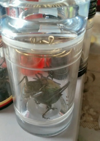 绿色大肚子蝈蝈,叫声还比较响亮,明天给它上点药