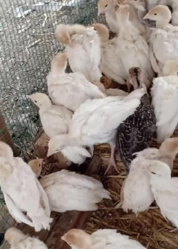 火鸡小时候是白色的羽毛,这可爱的样子也是没谁了