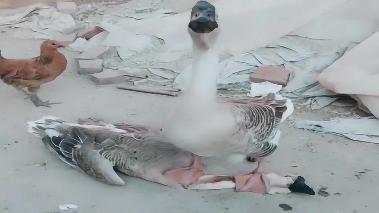 家里的公鸭太厉害了,竟然踩着母鸭的头上嘚瑟,真够狠的!