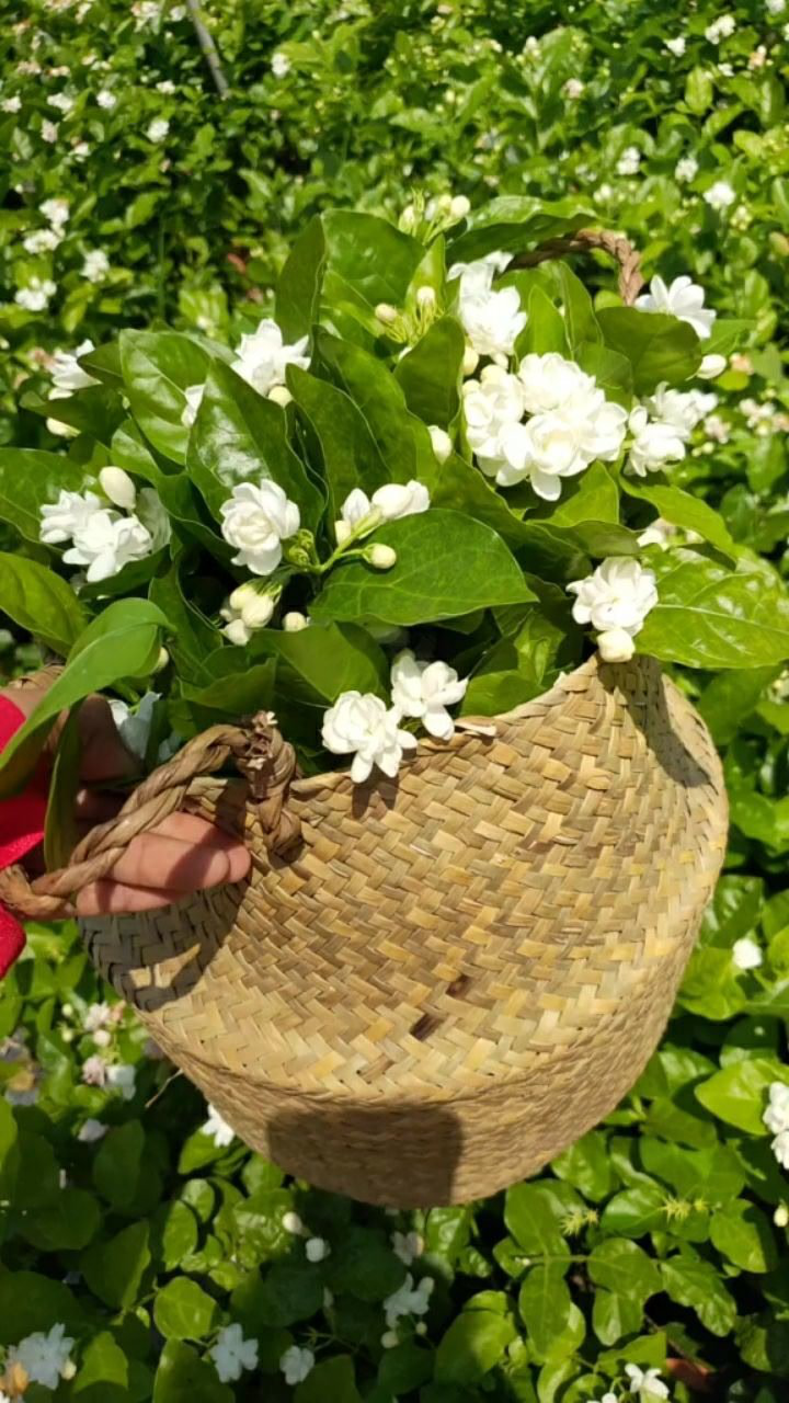 等了这么久,老婆的茉莉花花海终于盛开了