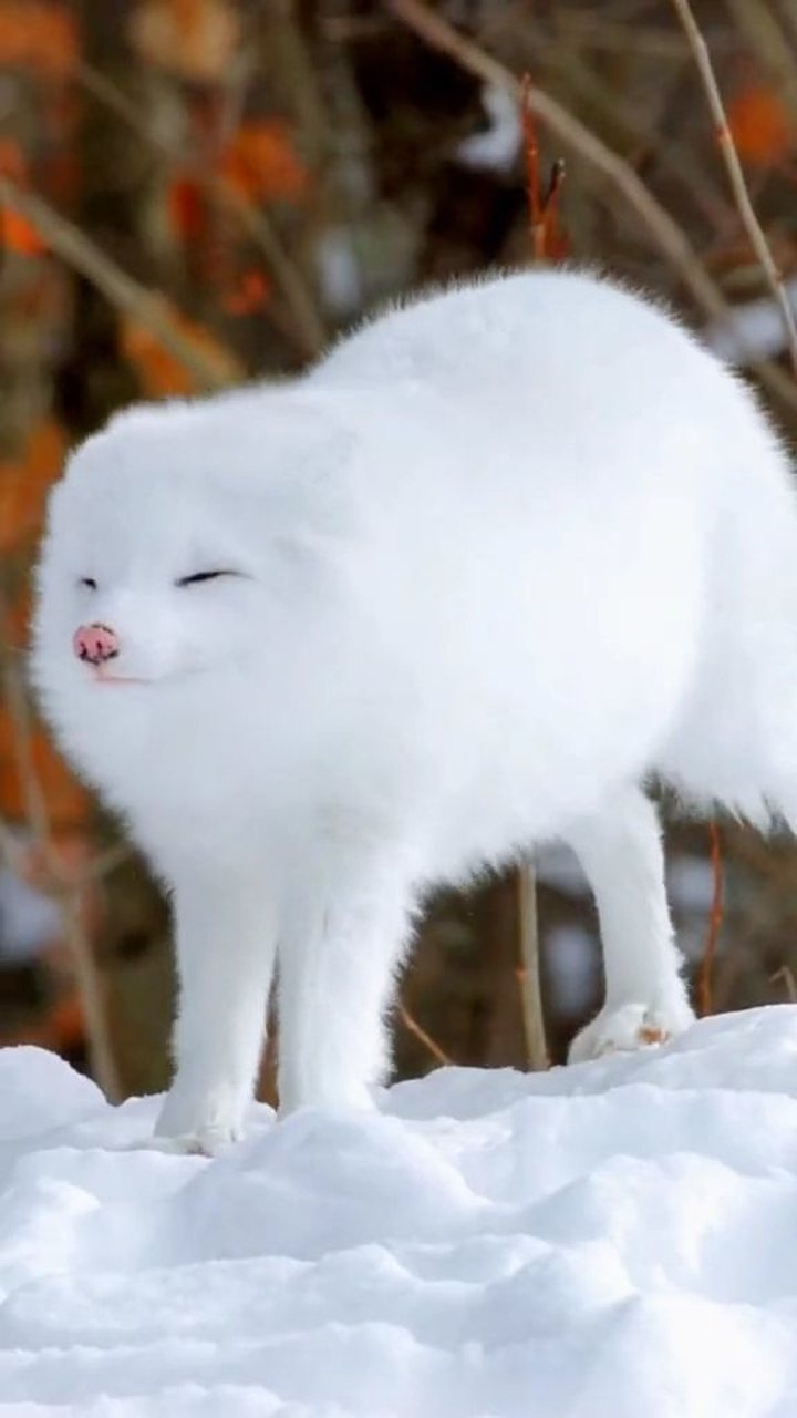 雪地白狐真的漂亮