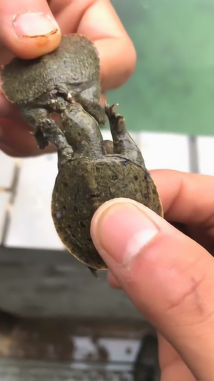 两只甲鱼斗殴,甲鱼:这是人干的事?