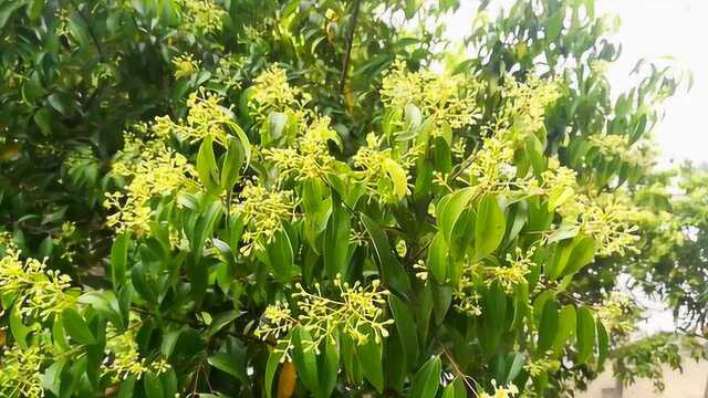 在广东潮汕地区农村,这种树味道独特,叶子可以用来作为卤味的香料