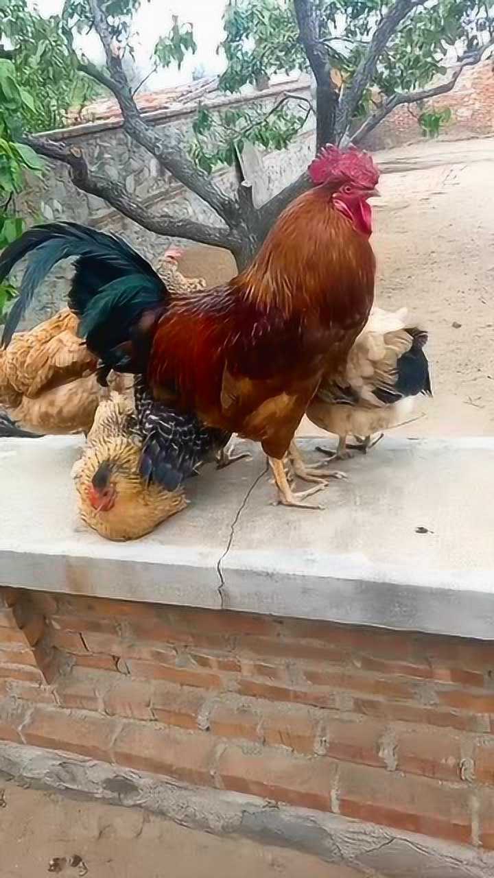 长的丑和长的帅的区别,公鸡也要看颜值,真是旱的旱死涝的涝死!