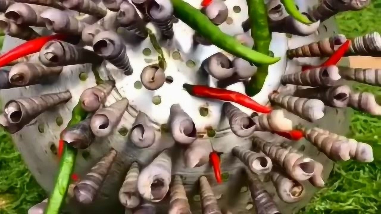 教你们怎么吃钉螺比较方便这种吃法不仅快捷味道也是很鲜美