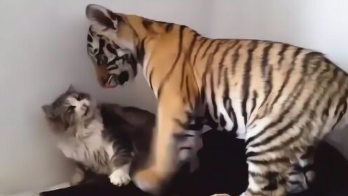 猫咪见到老虎会怎么样？看到它的表情忍不住笑了，镜头记录全过程
